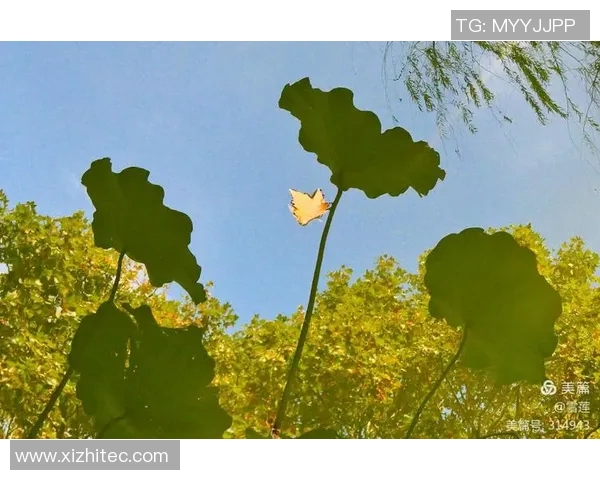 川传足球明星名单全解析及其成就回顾 川传足球明星名单全解析及其成就回顾